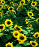 sunflower symbol of the green party