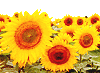 sunflowers